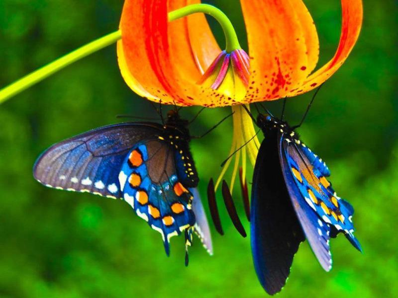 Природа Вопрос: Где располагаются органы вкуса у бабочек?