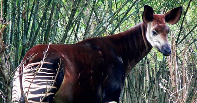 Naturaleza Pregunta Trivia: ¿A qué familia de mamíferos pertenece el okapi?