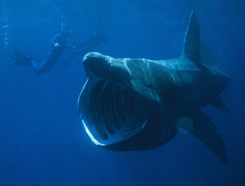 Природа Вопрос: Как называется этот представитель акульего царства?