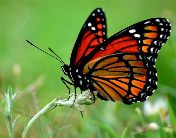 Природа Вопрос: Какая бабочка  по размаху крыльев считается крупнейшей в мире?