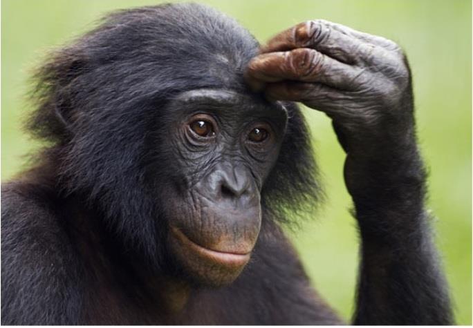 Наука Вопрос: Какое животное является самым близким "родственником" человека (кроме приматов, естественно) в соответствии с филогенетическими связями между отрядами плацентарных млекопитающих?