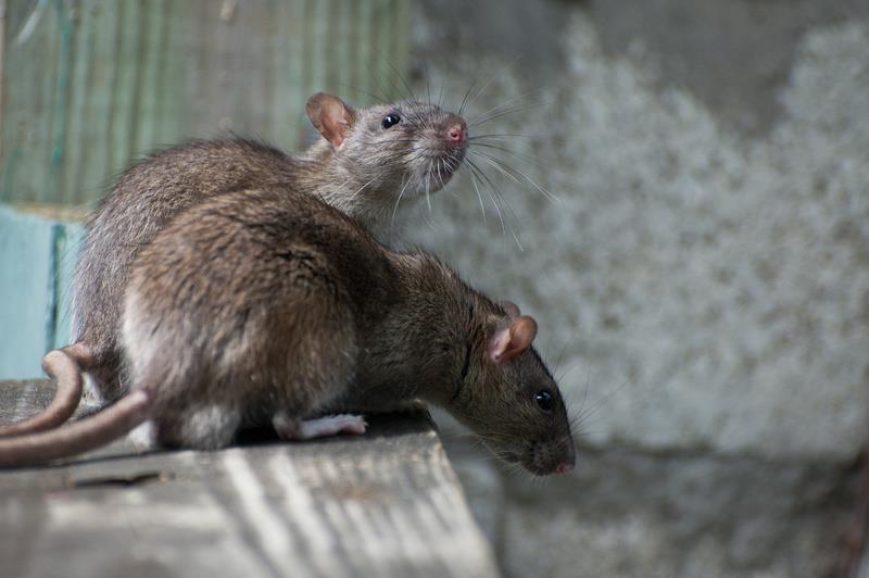 Наука Вопрос: Потеют ли крысы?