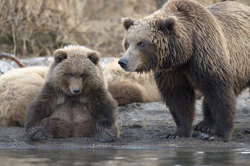 Наука Вопрос: Представители какого семейства животных являются ближайшими родственниками так хорошо знакомых нам медведей?