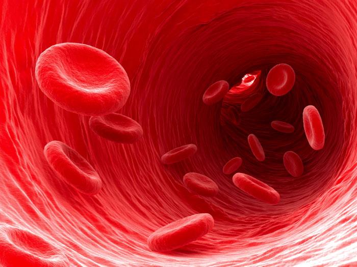 Наука Вопрос: Сколько крови в организме взрослого мужчины?