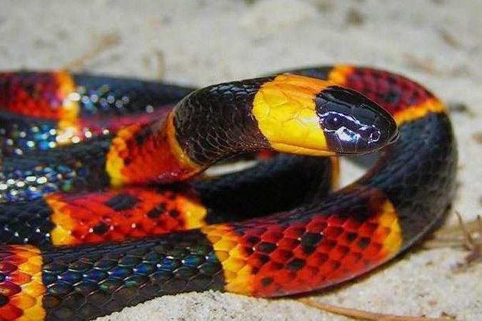 Наука Запитання-цікавинка: Скільки приблизно видів змій налічується в даний час на Землі?