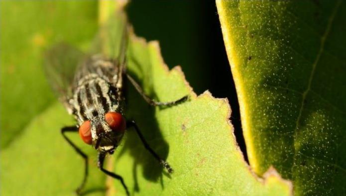 Природа Вопрос: У кого из насекомых самое лучшее зрение?