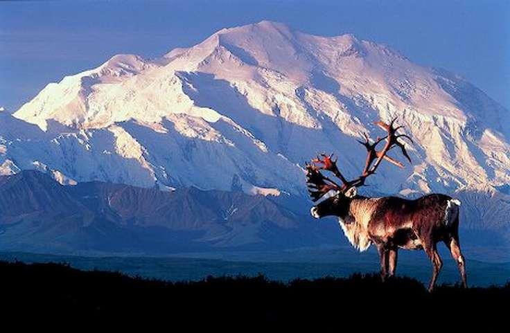 География Вопрос: В каком году была покорена высшая точка Северной Америки - гора Мак-Кинли (Денали) на Аляске?