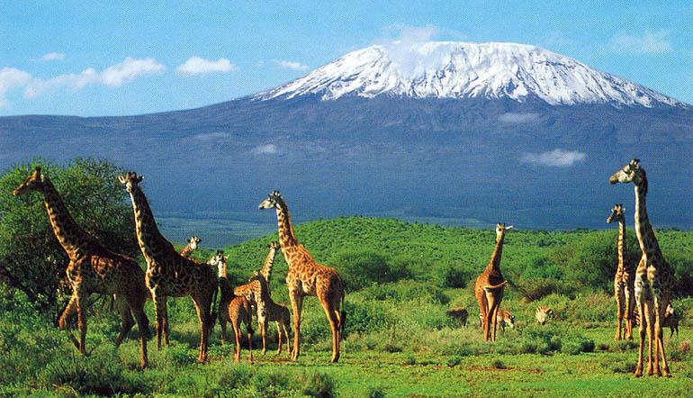 География Вопрос: В каком году было осуществлено первое восхождение на Килиманджаро?
