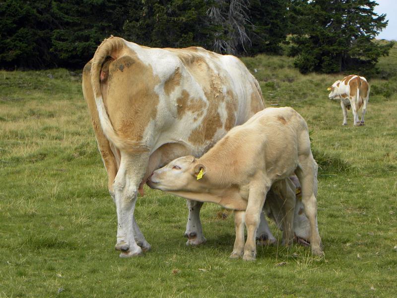 Наука Вопрос: Всем известно, что основной отличительной особенностью млекопитающих является вскармливание детёнышей молоком. У животных какого вида энергетическая ценность молока самая высокая?