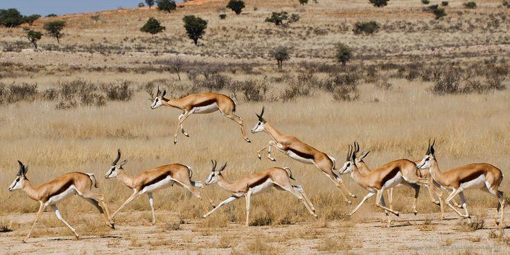 Природа Вопрос: Как называется антилопа, обладающая такими удивительными способностями к прыжкам?