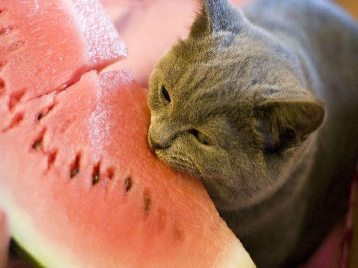 Наука Вопрос: Какой из базовых вкусов кошки ощущают хуже всего?