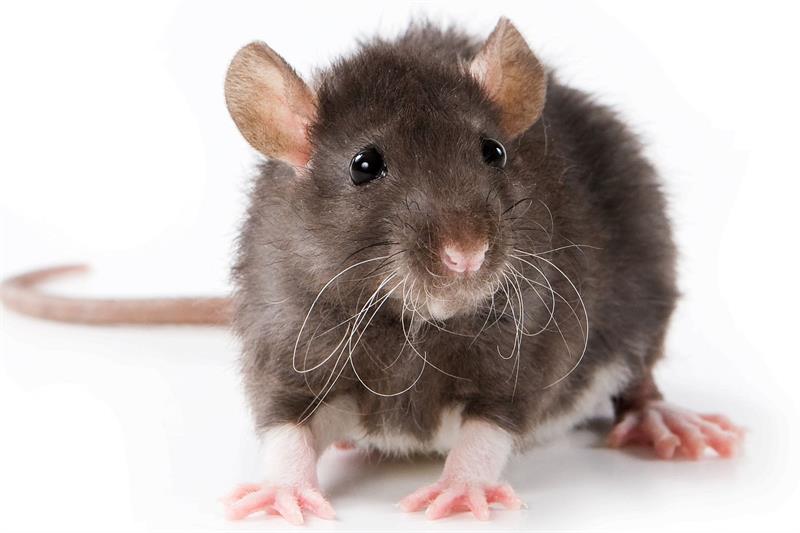 Nature Trivia Question: Can rats burp?
