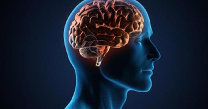 Наука Вопрос: Гиппокамп — часть лимбической системы головного мозга, участвующая в механизмах формирования эмоций и консолидации памяти. А как его название переводится с древнегреческого?