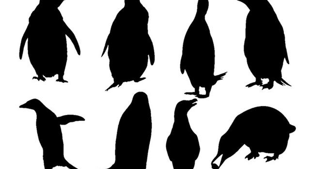 natura Pytanie-Ciekawostka: Czym są pingwiny?