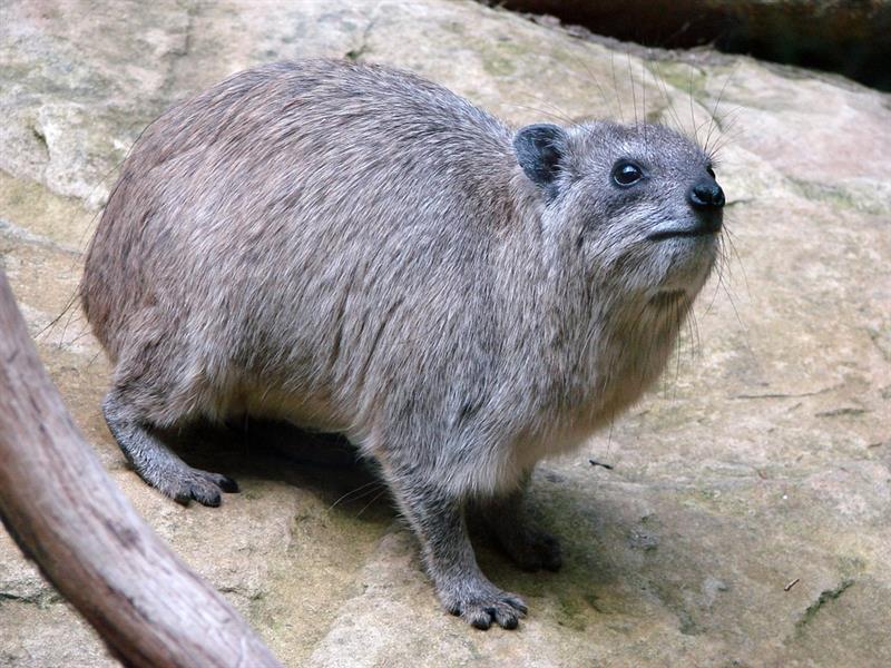 Nature Trivia Question: Which animal is related to the hyrax?
