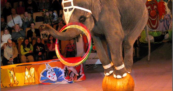Природа Вопрос: Правда ли, что индийский слон гораздо хуже поддается дрессировке, чем слон африканский?