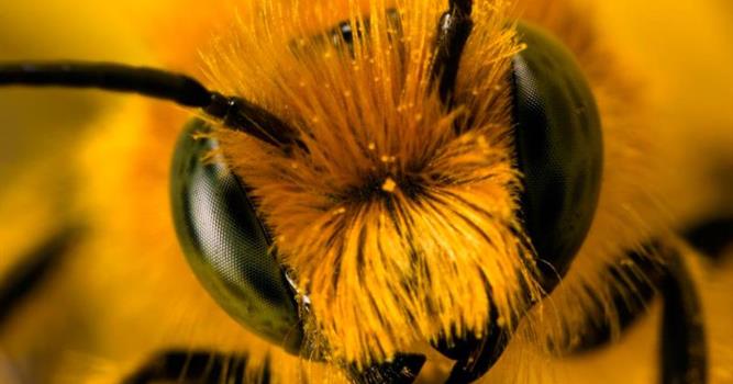 Природа Вопрос: У каких насекомых волоски растут даже на глазах?
