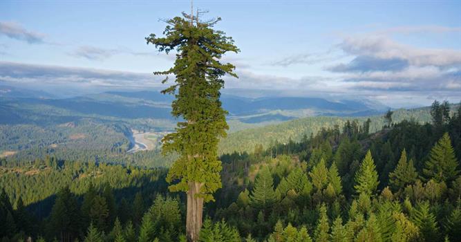 природа Запитання-цікавинка: Яка висота найвищої дерева в світі?