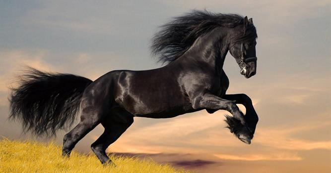 Природа Вопрос: Кто в животном мире является наиболее близким родственником лошади (не считая, конечно, других представителей этого рода - зебр, ослов, куланов и киангов)?
