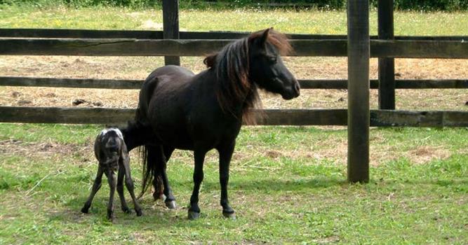 Природа Вопрос: Какой рост у самой маленькой лошади в мире (по состоянию на середину 2006 года)?