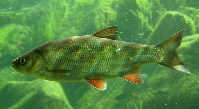 Природа Вопрос: У каких нижеперечисленных рыб нет плавательного пузыря?