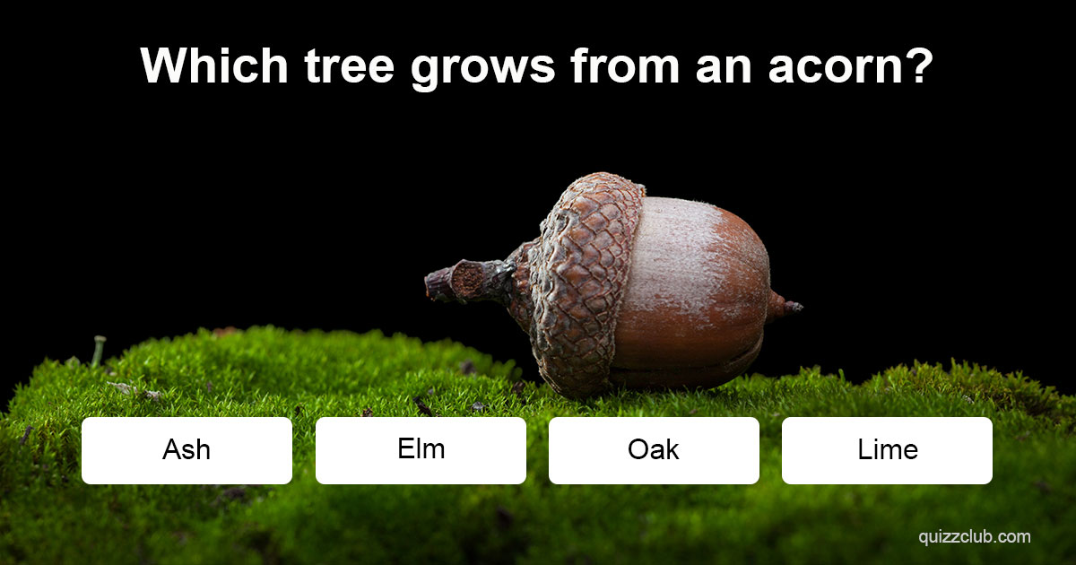 Which tree grows from an acorn? | Trivia Answers | QuizzClub