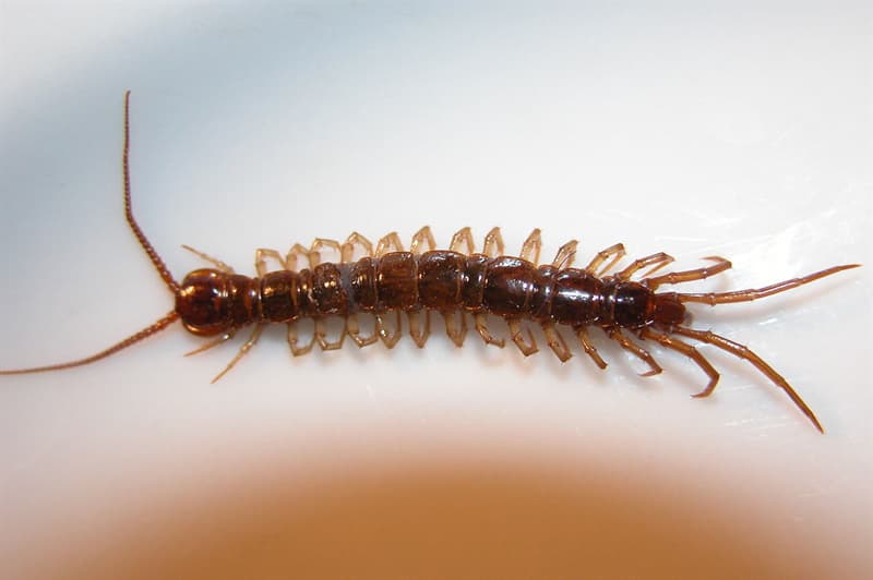Nature Trivia Question: Does a centipede have an even, odd, or random number of leg segments?