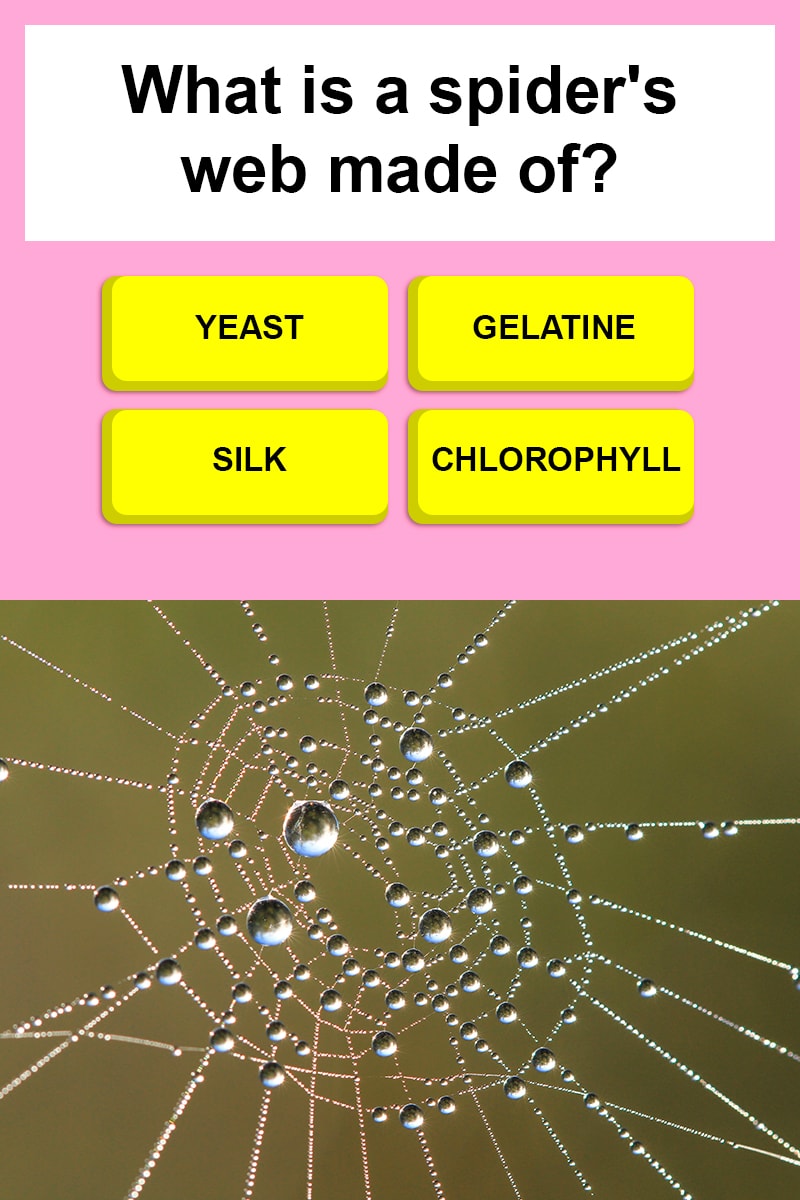 what-is-a-spider-s-web-made-of-trivia-answers-quizzclub