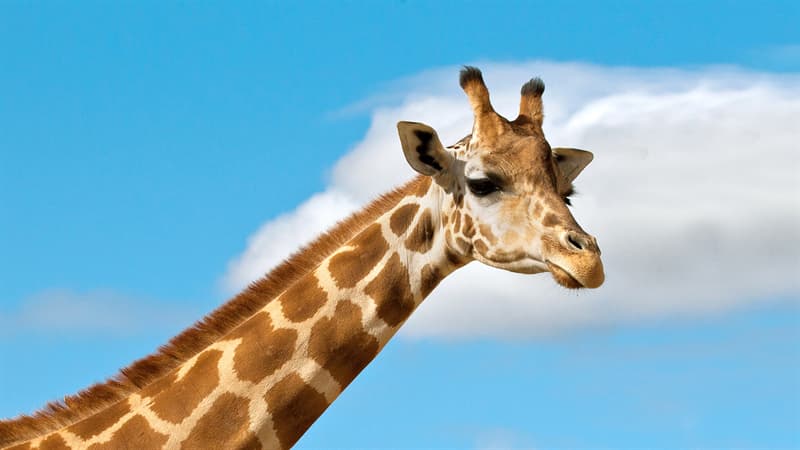 Природа Вопрос: Есть ли у жирафов голосовые связки?