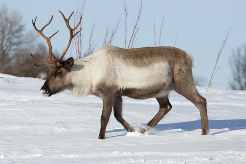 Nature Trivia Question: Do reindeer like to eat bananas?