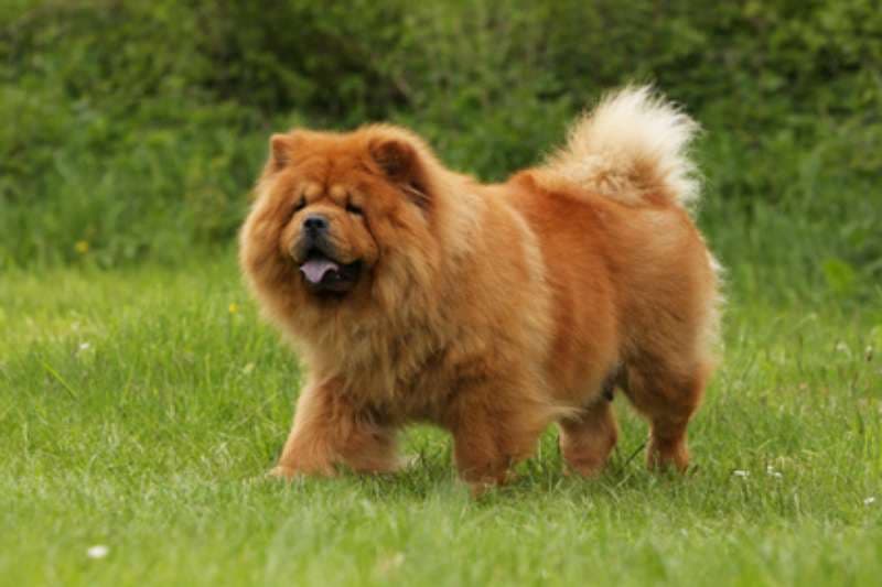 Nature Trivia Question: What dog breed is this?
