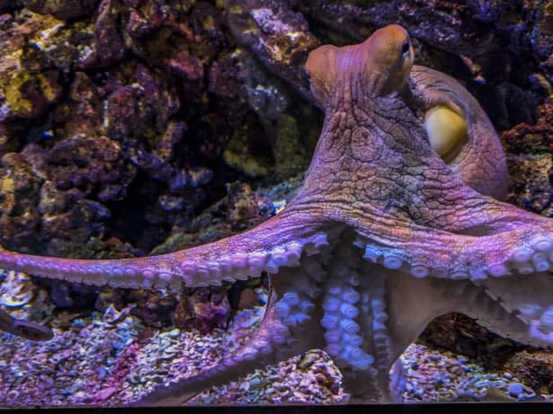Nature Trivia Question: What is the shape of the pupil in an octopus's eye?