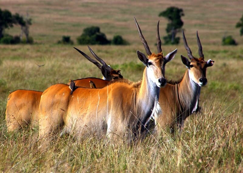 Природа Вопрос: Чем сайгак отличается от других антилоп?