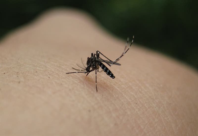 Nature Trivia Question: Do mosquitoes have teeth?