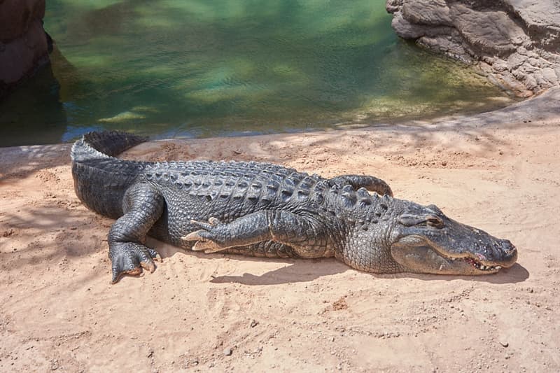 Природа Вопрос: Где находится единственное место на Земле, где в естественной среде обитания аллигаторы и крокодилы сосуществуют вместе ?