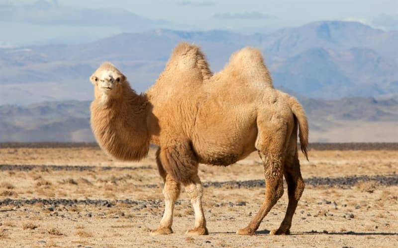 Природа Вопрос: Где верблюд хранит большие запасы воды?