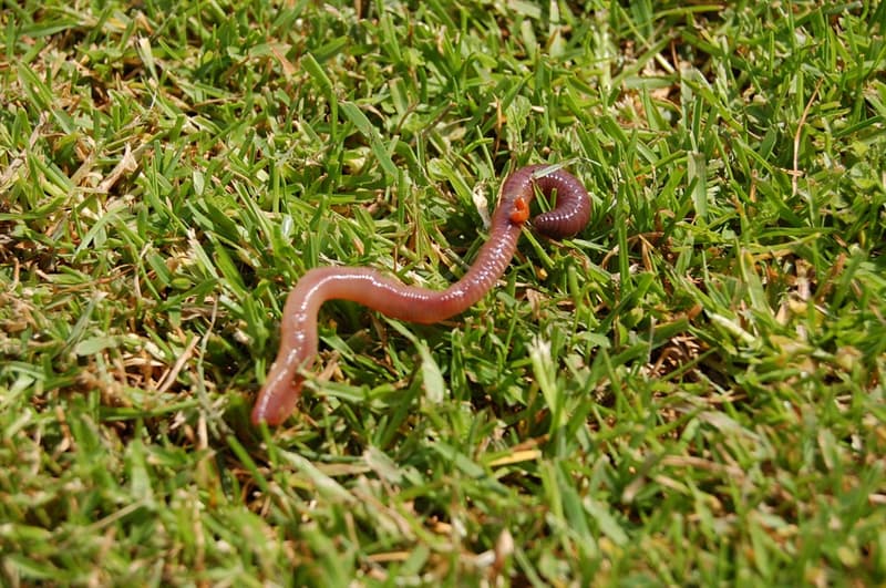 Nature Trivia Question: How many "hearts" does an earthworm have?