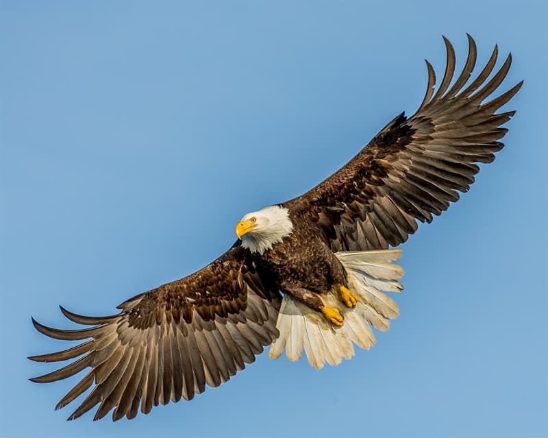 Природа Вопрос: Какая птица имеет самый большой размах крыльев?