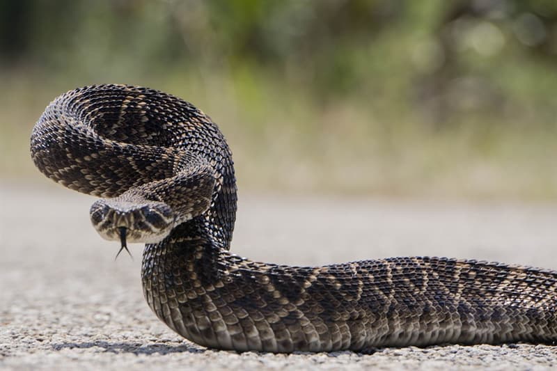 История Вопрос: Какая змея обвивает чашу Гиппократа?