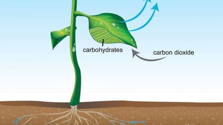 Natur Wissensfrage: Wie bezeichnet man den Prozess der Verdunstung von Wasser über die Blätter der Pflanzen?