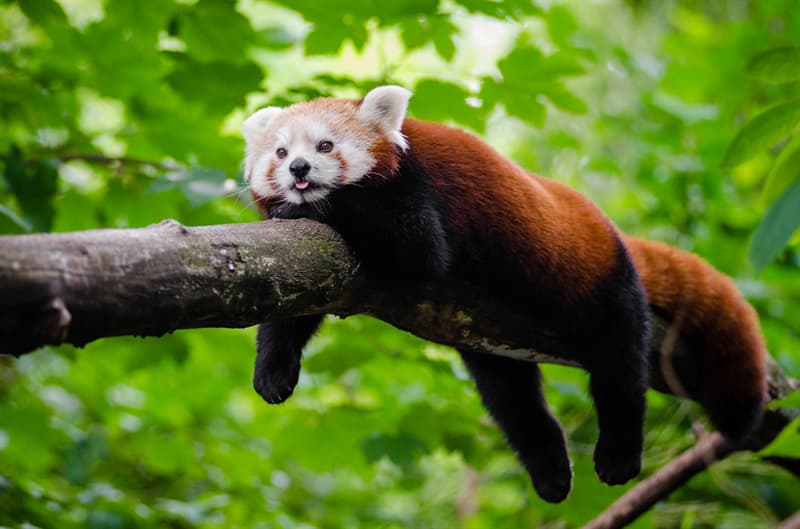 Nature Trivia Question: The red panda is related to the Giant Panda.