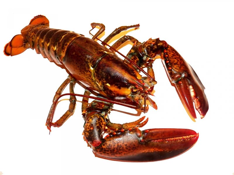 Nature Trivia Question: What is the maximum speed at which a lobster can move?