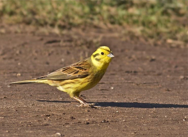 History Trivia Question: What state is nicknamed the yellowhammer state?