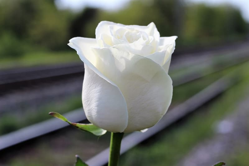 History Trivia Question: What was the original White Rose Society?