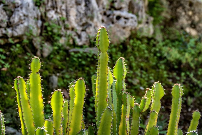 Nature Trivia Question: Which is the biggest Cactus in the world?