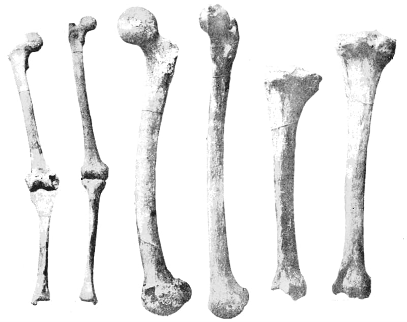 Science Question: Quel est le plus long os dans le corps humain ?