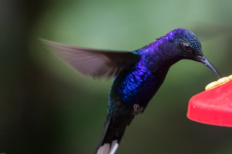 Natura Domande: Qual è la specie di colibrì più piccola al mondo?