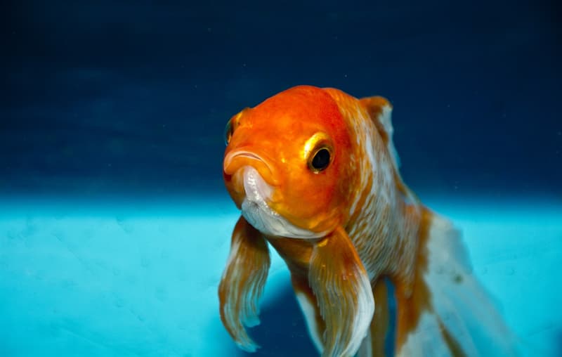 Природа Вопрос: Золотые рыбки — вид пресноводных лучепёрых рыб семейства карповых. А к какому именно роду карповых принадлежат "золотые рыбки"?