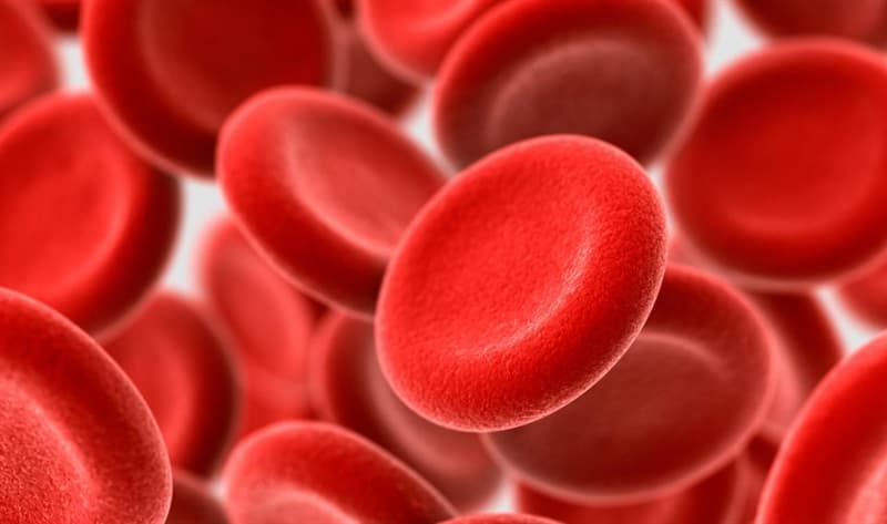 Science Trivia Question: Approximately a quarter of the cells in the human body are red blood cells.