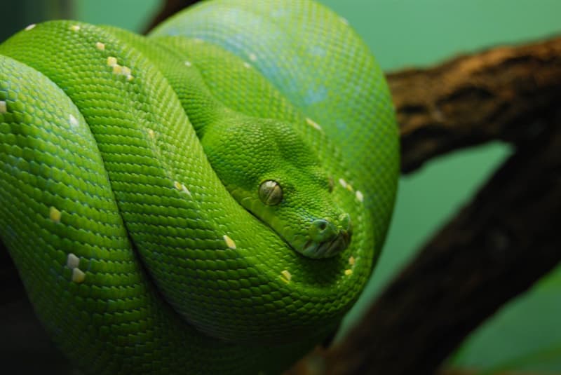 Nature Trivia Question: Can snakes eat themselves (self-cannibalize)?